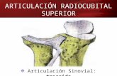 Articulación radiocubital superior (proximal)