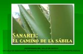 Sanarte: El Camino de la Sábila