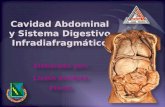 Cavidad abdominal y sistema digestivo infradiafragmatico