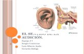 El sentido de la audición