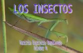 Varinia los-insectos-1219867723054048-9