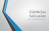 Glándulas salivales  glándula parótida - glándula sublingual - glándula submandibular
