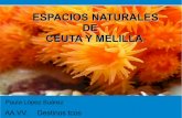 Flora y Fauna de Ceuta y Melilla