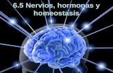6.5. Nervios, hormonas y homeóstasis
