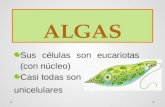 Algas y hongos_mucilagenosos