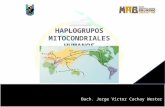 Haplogrupos mitocondriales humanos