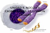 Ud 9 núcleo celulary division celular