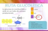 Ruta glucolítica
