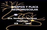 Sinapsis Y Placa Neuromuscular  I Com