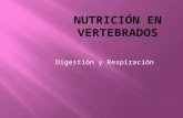 Nutrición vertebrados