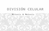 Division Celular