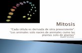 7. mitosis