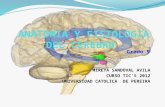 Anatomia del cerebro