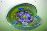 la membrana celular , un nuevo avance