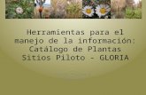 Herramientas para el manejo de la información:Catálogo de PlantasSitios Piloto - GLORIA. Silvia Salgado