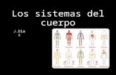 Los sistemas del cuerpo