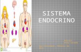 Sistema endocrino, kely
