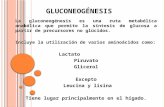 Gluconeogénesis nueva