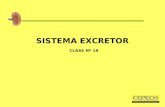 Clase 19; sistema excretor