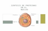 Sintesis de proteinas en el nucleo