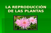 La ReproduccióN De Las Plantas
