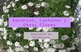 Flores de Garrucha