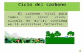 Presentacion del-ciclo-del-carbono