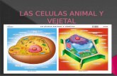 Las celulas animal y vejetal