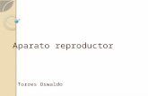 Aparato reproductor (pelvis)