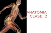 Anatomia  humana  clase  2