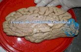 I Curso De AnatomíA Humana