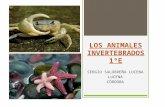 Tema 6 animales invertebrados 1 y 2 entrega