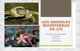 Tema 6 animales invertebrados 3