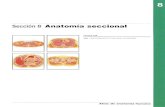 8 anatomia seccional_netter - atlas de anatomía humana, 4ª edición