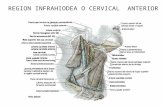 Región Cervical Anterior