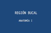 Anato i   región bucal - lmcr