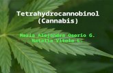 El Cannabis