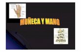 Anatomia Estructural de Muñeca&Mano