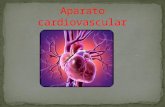 Aparato cardiovascular 2