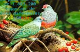 Diversidad de aves en Colombia