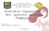 Anatomc3ada topogrc3a1fica-del-aparato-genital-femenino-i