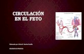 Circulación Placentaria en el feto