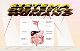 Sistema digestivo seminario