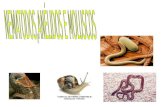 Nematodos anelidos e moluscos presentacion para ciencias de pablo,sara,diego efren,laura y jorge