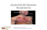 Anatomía del aparato respiratorio