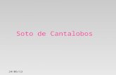 Soto de Cantalobos, especies animales y vegetales - Fundación San Valero