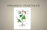 Organos vegetales