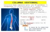 Columna vertebral-vertebra tipo