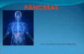 Presentación pancreas