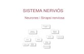 Sistema nervios
